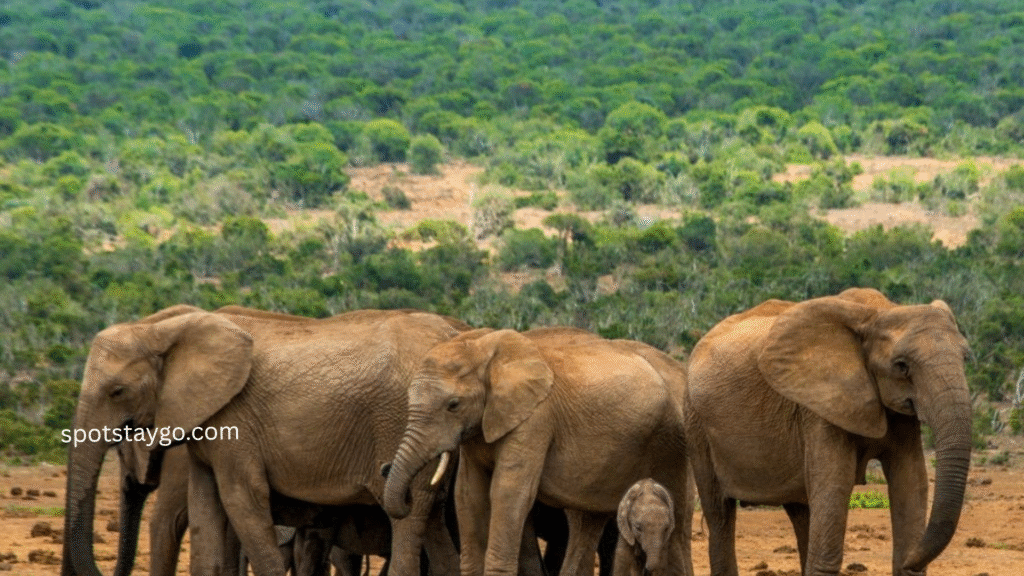 The perfect 7 days South Africa tour