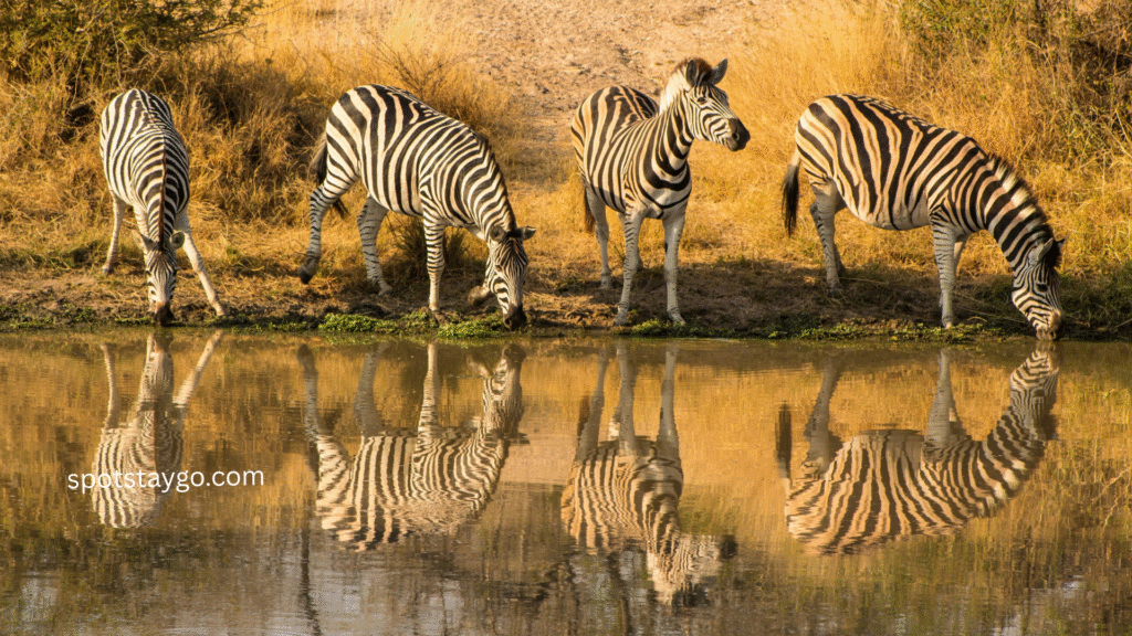 The perfect 7 days South Africa tour