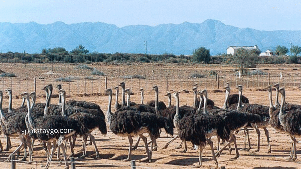 The perfect 7 days South Africa tour