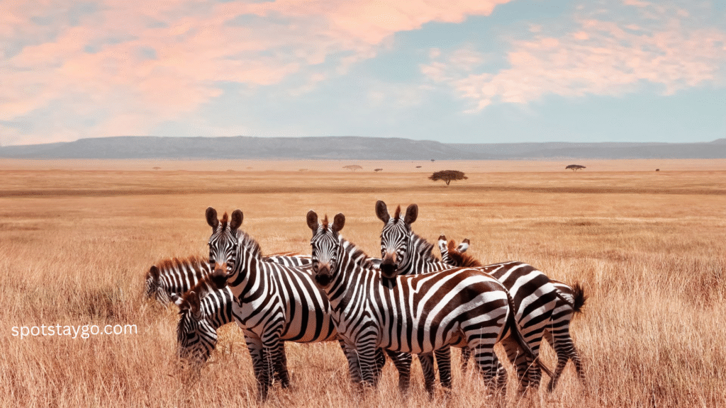 Tanzania Safari for Families in 2025