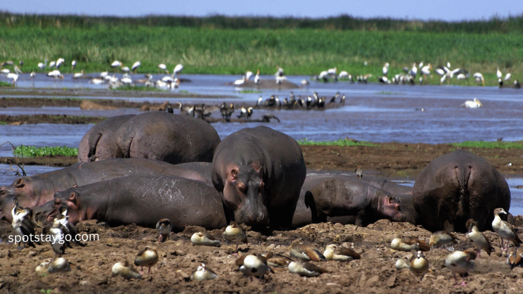 Tanzania Safari for Families in 2025