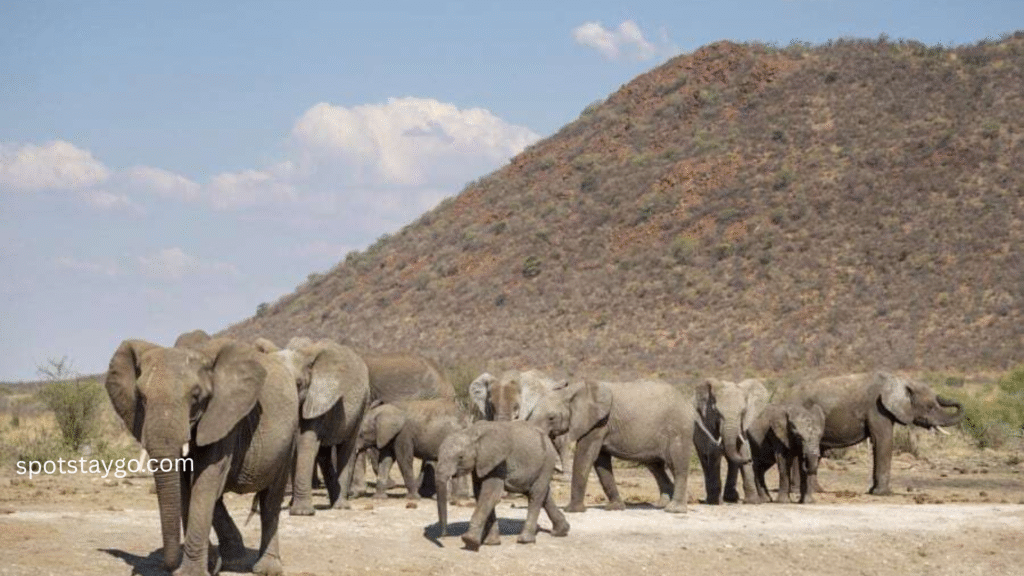 South Africa Safari Supreme 2025