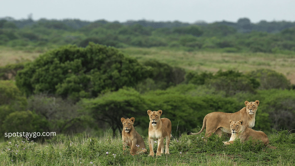 South Africa Safari Supreme 2025