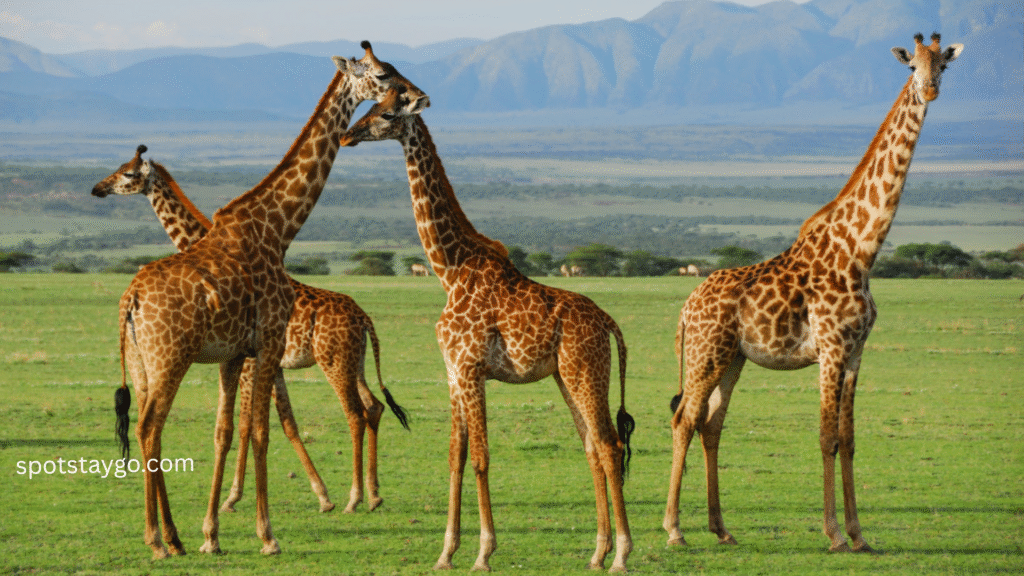 Tanzania Safari for Families in 2025