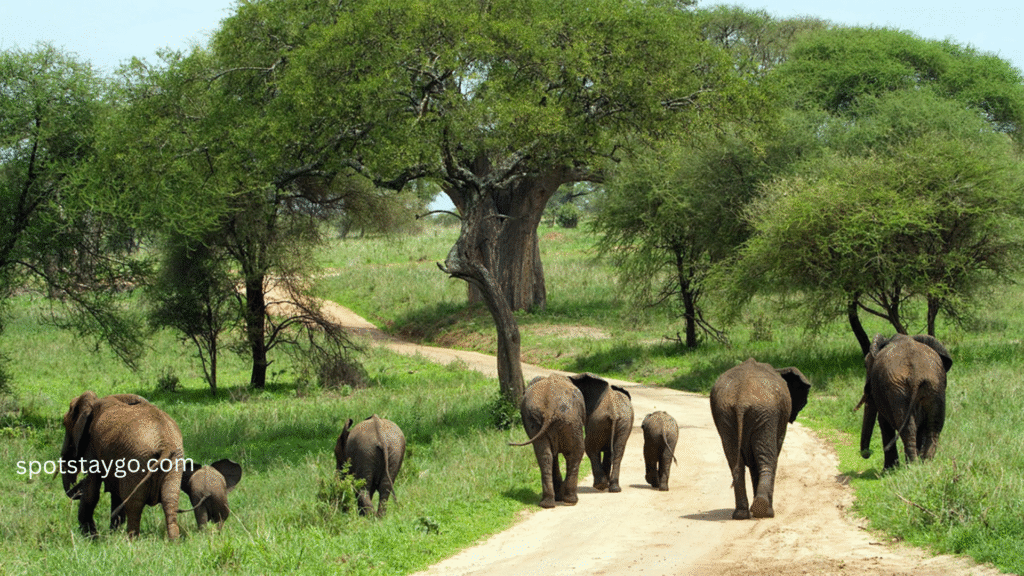 Tanzania Safari for Families in 2025
