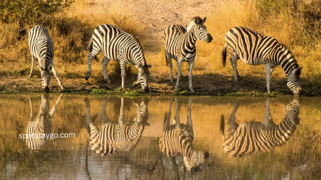 Places to visit in South Africa for couples in 2025