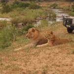 South Africa Safari Supreme 2025